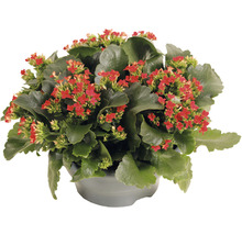 Kalanchoe izbová rastlina s červenými kvetmi v kvetináči