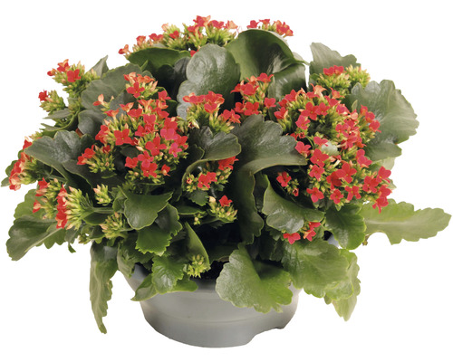 Kalanchoe izbová rastlina s červenými kvetmi v kvetináči