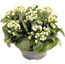 Kalanchoe rastlina s bielymi kvetmi v kvetináči
