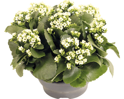 Kolopejka vďačná biela FloraSelf Kalanchoe blosfeldiana 15-20 cm plastová miska Ø 23 cm