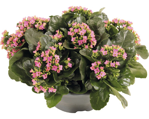 Kolopejka vďačná ružová FloraSelf Kalanchoe blosfeldiana 15-20 cm plastová miska Ø 23 cm