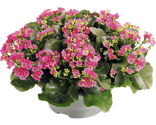 Kolopejka vďačná fialová FloraSelf Kalanchoe blosfeldiana 15-20 cm plastová miska Ø 23 cm