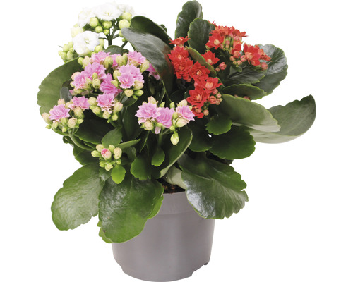 Kalanchoa vďačná 3farebná FloraSelf Kalanchoe blosfeldiana kvetináč Ø 12 cm