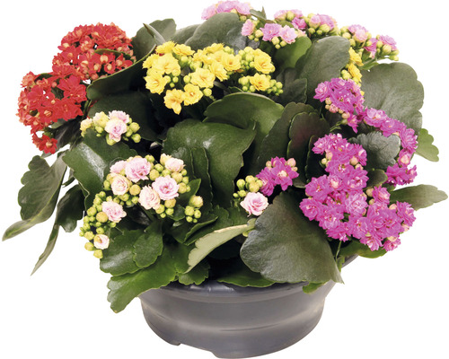 Kolopejka vďačná FloraSelf Kalanchoe blosfeldiana výška 15-20 cm 5 farieb v plastovej miske Ø 23 cm