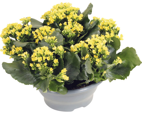 Kolopejka vďačná žltá FloraSelf Kalanchoe blosfeldiana výška 15-20 cm plastová miska Ø 23 cm