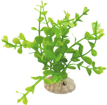 Dekoratívna akvarijná rastlina s kamennou základňou