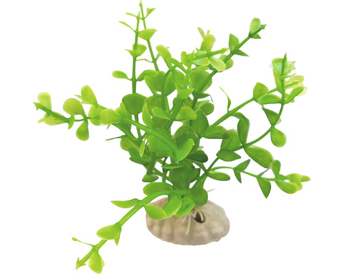 Dekoratívna akvarijná rastlina s kamennou základňou