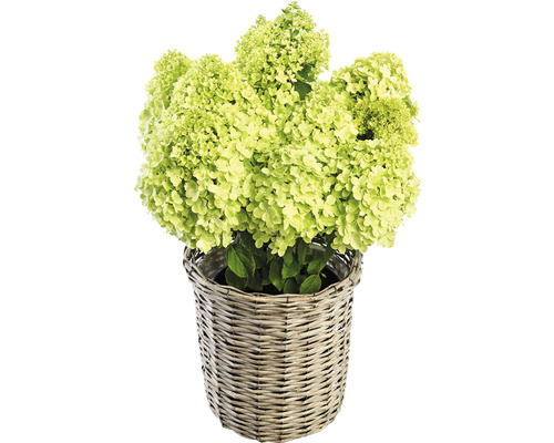 Metlinová hortenzia v košíku