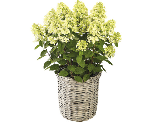 Metlinová hortenzia v košíku