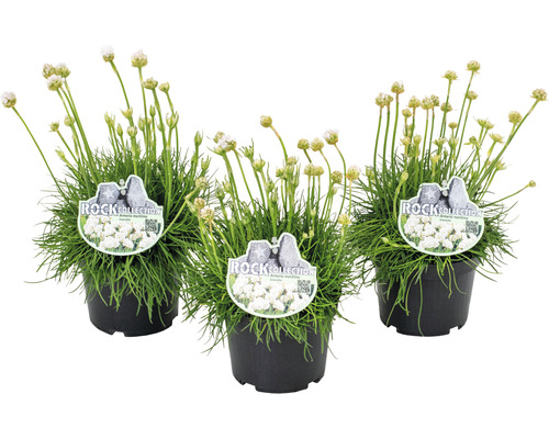 Trávnička prímorská ROCKCollection FloraSelf Armeria maritima 5-15 cm kvetináč 13 cm ružová, biela 1 ks