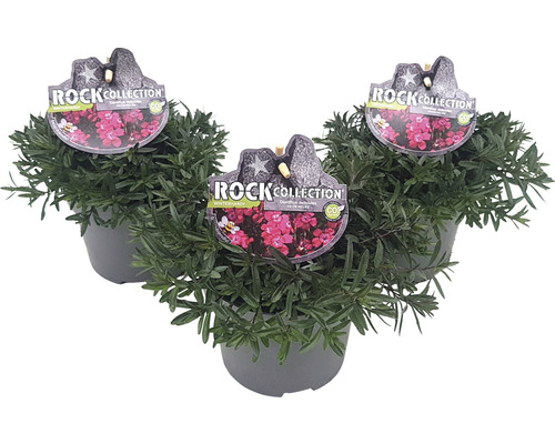 Klinček slzičkový ROCKCollection FloraSelf Dianthus deltoides 5-20 cm kvetináč 13 cm 1 ks