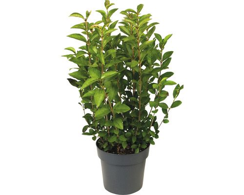 Vtáčí zob vajcovitolistý FloraSelf Ligustrum ovalifolium výška 60-70 cm kvetináč 3 l poloopadavý