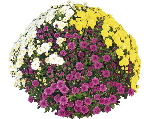 Chryzantéma Party Trio FloraSelf Chrysanthemum indicum mix kvetináč Ø 32 cm priemer rastliny cca 70 cm Premium Quality