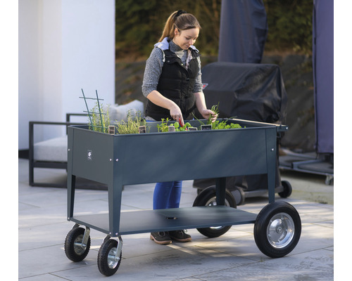 Žena zbiera bylinky vo vyvýšenom záhone na kolieskach.