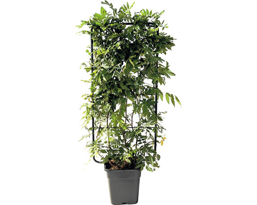 Vistéria čínska FloraSelf Wisteria sinensis špalier 110 x 50 cm kvetináč 18 l Popínavá rastlina Wisteria v kvetináči s oporou