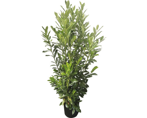 Vavrínovec lekársky Elly FloraSelf Prunus laurocerasus 'Elly'® 60-80 cm click-kvetináč