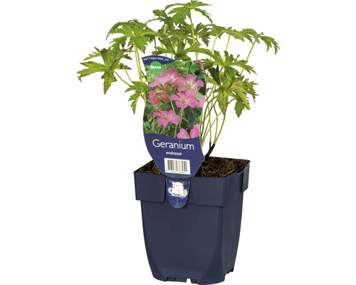 Pakost sivý FloraSelf Geranium endressii 5-10 cm kvetináč 0,5 l