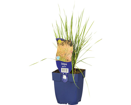 Kavyľ obrovský FloraSelf Stipa gigantea 5-125 cm kvetináč 0,5 l