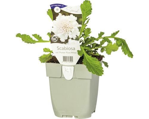 Hlaváč FloraSelf Scabiosa columbaria 'Flutter Pure White' výška 10-25 cm kvetináč 0,5 l Hlaváč FloraSelf Scabiosa columbaria 'Flutter Pure White' výška 10-25 cm kvetináč 0,5 l