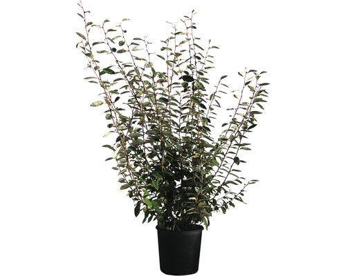 Hlošina Ebbingeova FloraSelf Elaeagnus ebbingei výška 100-120 cm kvetináč 18 l Hlošina úzkolistá ako ker v kvetináči