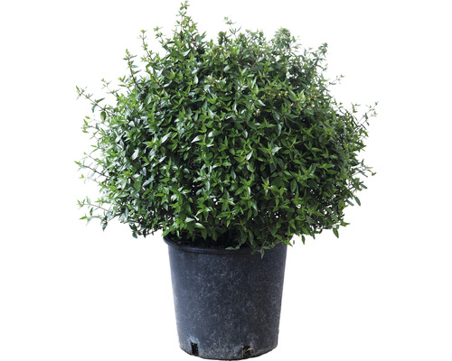 Abélia Prostrata guľa Ø 25-30 cm FloraSelf Abelia grandiflora Prostata kvetináč 10 l