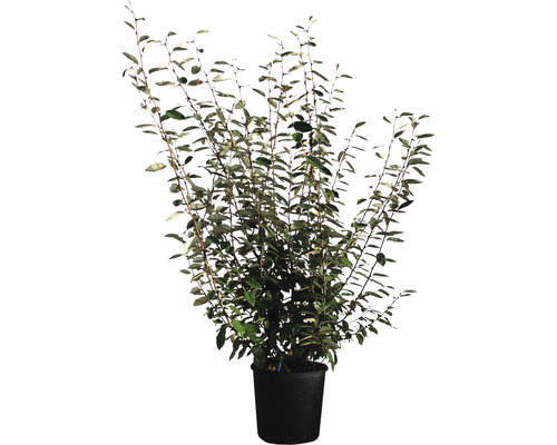 Kvitnúca hlošina úzkolistá v kvetináči pre záhradu