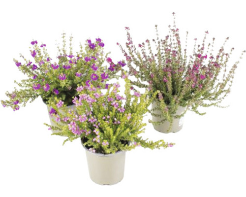 Tri kvitnúce vresoviskové rastliny v kvetináči