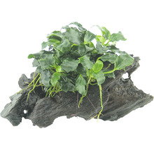 Akvarijná rastlina na koreňovom dreve