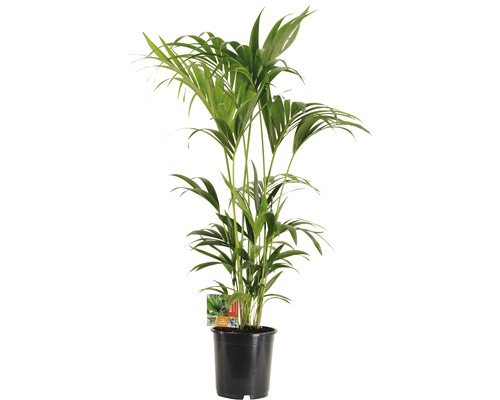 Rajská palma, kentia FloraSelf Howea forsteriana cca 130 cm kvetináč Ø 24 cm