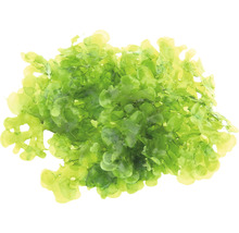 Zelený morský šalát