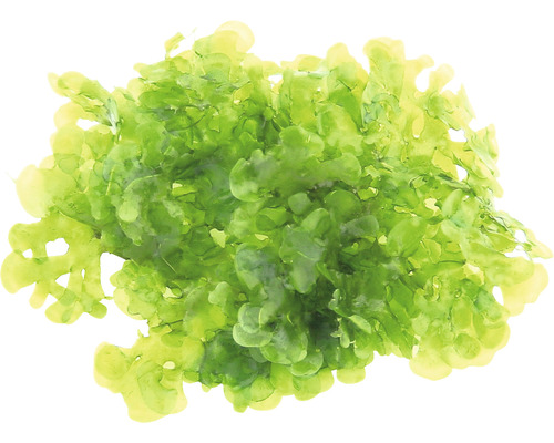 Zelený morský šalát