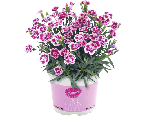 Klinček záhradný Dianthus caryophyllus 'Pink Kisses' kvetináč Ø 11 cm 1 ks