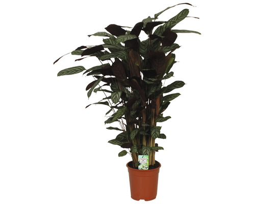 Kalátea FloraSelf Calathea 'Compactstar' výška 80-90 cm kvetináč Ø 21 cm