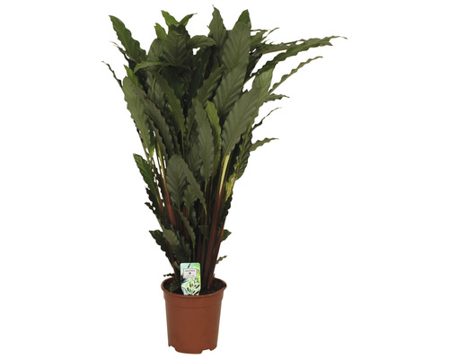 Calathea izbová rastlina v kvetináči