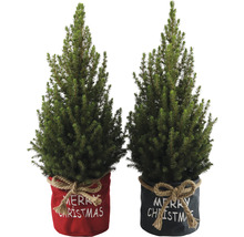 Dva vianočné stromčeky v kvetináči s nápisom Merry Christmas
