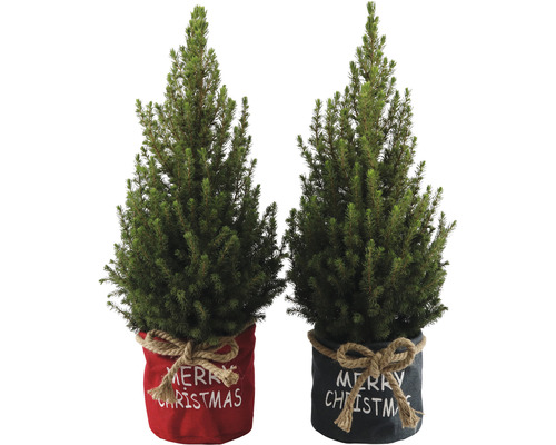 Dva vianočné stromčeky v kvetináči s nápisom Merry Christmas