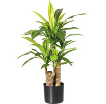 Dracéna v kvetináči ako izbová rastlina