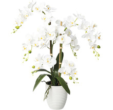 Biela orchidea v kvetináči ako dekorácia do izby