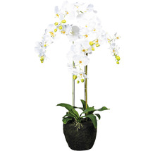 Dekoratívna biela orchidea v kvetináči