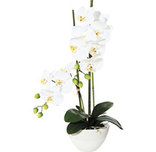 Dekoratívna orchidea v kvetináči