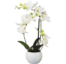 Orchidea v kvetináči