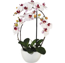 Orchidea v kvetináči s bielymi kvetmi a zelenými listami