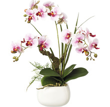 Dekoratívna orchidea v bielom kvetináči