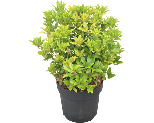 Pieris japonský FloraSelf Pieris japonica "Mountain Fire" výška 40-50 cm kvetináč 6 l