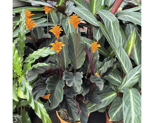 Calathea crocata izbová rastlina s kvetmi