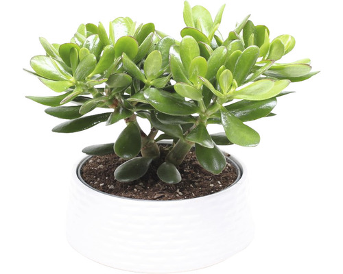 Tučnolist vajcovitý FloraSelf Crassula 'Magical Tree' cca 35 cm Ø kvetináča 22 cm, 35 rokov FloraSelf jubilejná edícia