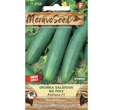 Balenie semien uhoriek pre šalátové uhorky odrody Politana F1