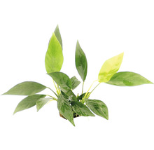 Akvarijná rastlina so zelenými listami