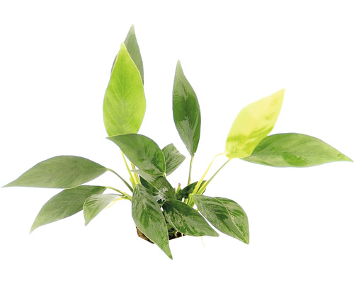 Akvarijná rastlina so zelenými listami