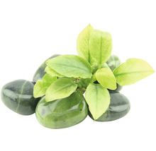 Zelená okrasná rastlina na dekoračných kameňoch